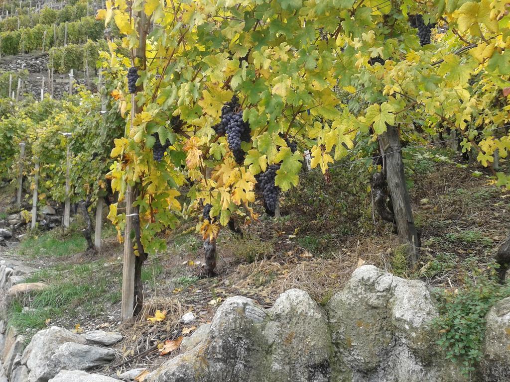 Roncaiola Tirano